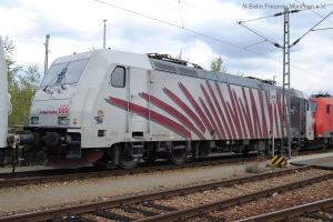 2018 Lokomotion - Zebras in freier Wildbahn